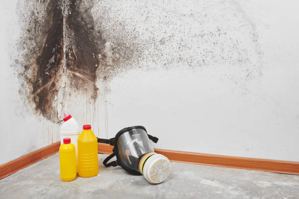 Best Professional Mold Removal  in Blaine, WA
