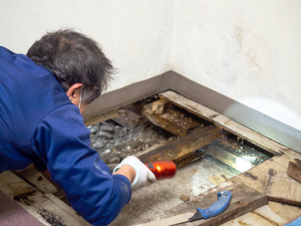 Best Mold Damage Repair  in Blaine, WA
