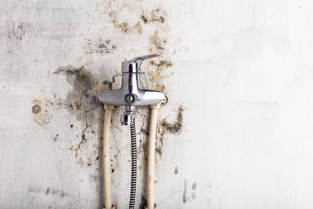 Best Mold Cleaning Services  in Blaine, WA