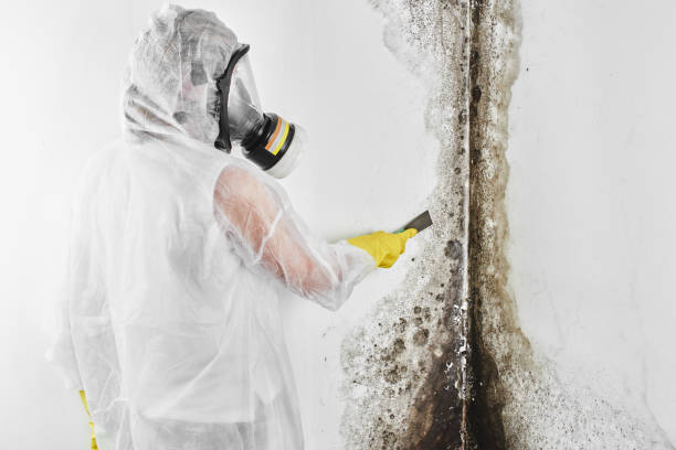 Best Office Mold Removal Services  in Blaine, WA