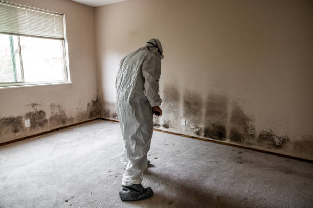 Professional Mold Removal in Blaine, WA