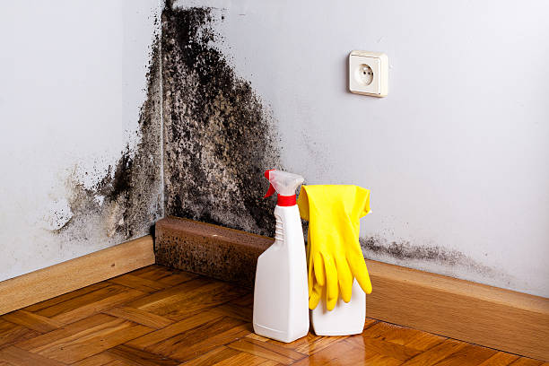 Best Toxic Mold Removal  in Blaine, WA