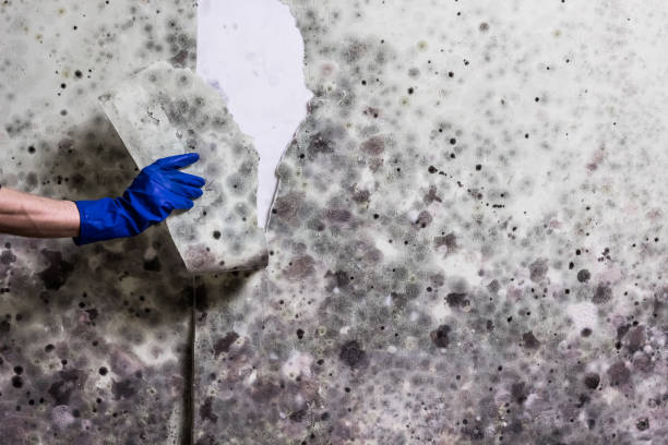 Best Mold Removal and Inspection  in Blaine, WA