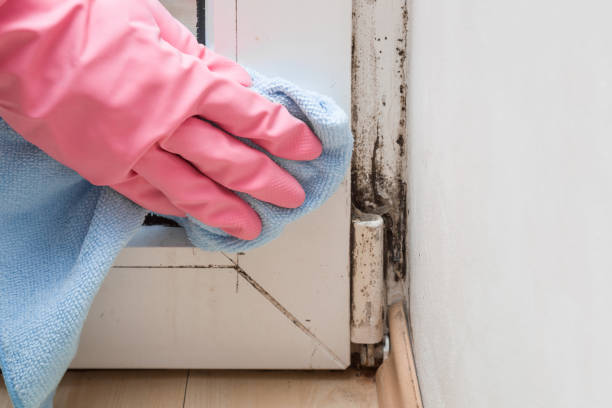 Best Mold Testing  in Blaine, WA