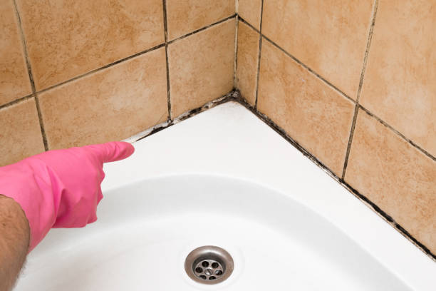 Best Local Mold Removal Service  in Blaine, WA